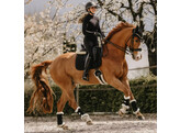 Saddle Pad glitter stone dressage black