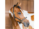 Leather halter Wellington black Cob