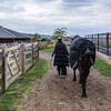 Turnout rug all weather waterproof comfort black 70-3 6 200 g
