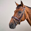 Plaited Flash Noseband Bridle with Pull back Black Cob D Col
