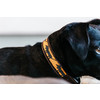 Dog collar handmade pearls orange   dog L 62cm