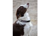 Dog collar pearl white/pink 60cm